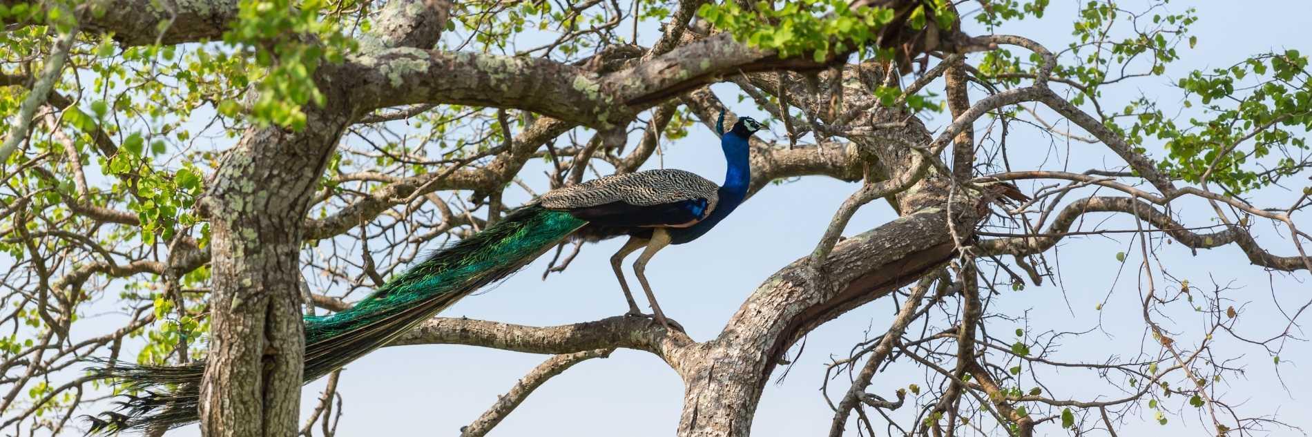 akiyo-portfolio -wild-heritage-city