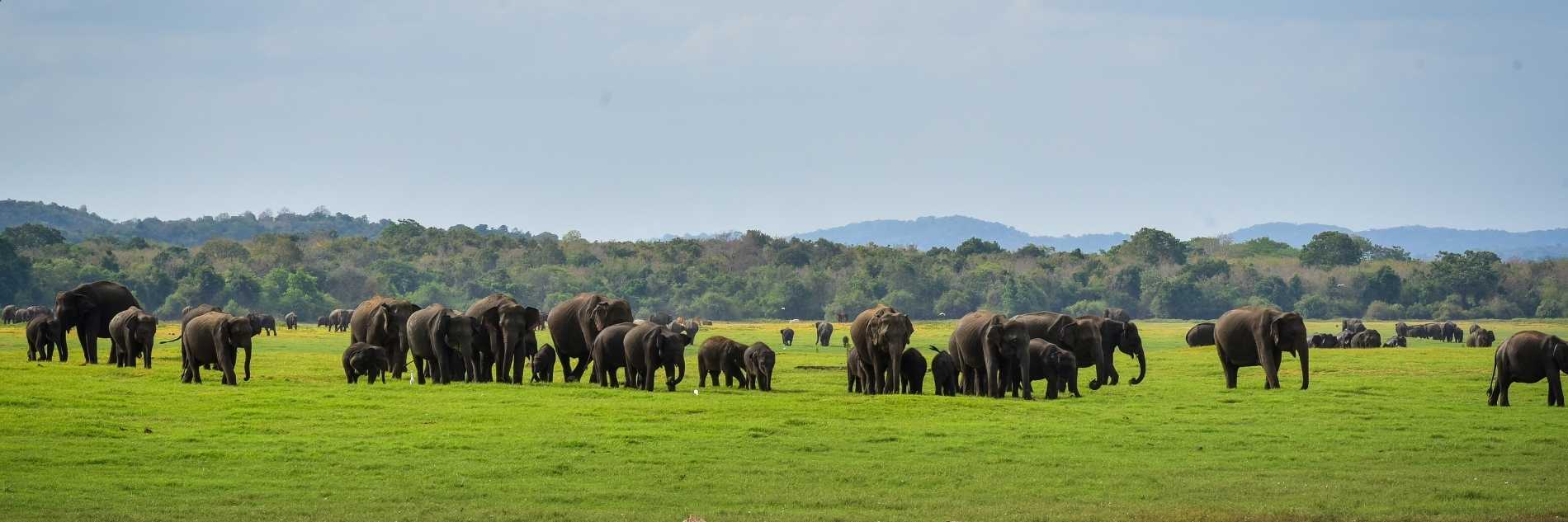akiyo-portfolio -nature-wildlife-adventure