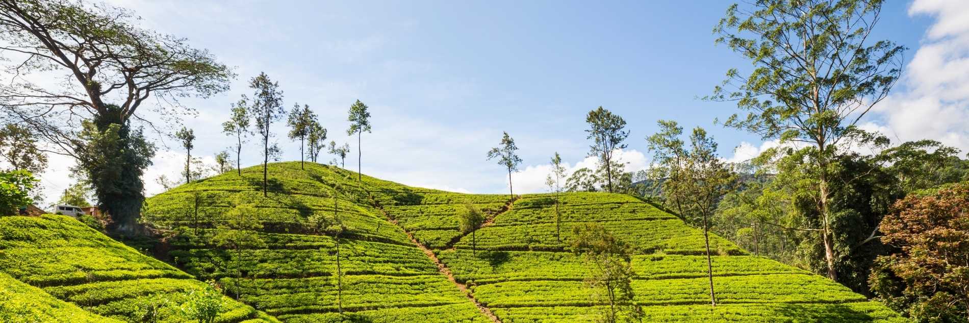 akiyo-portfolio -hillcountry